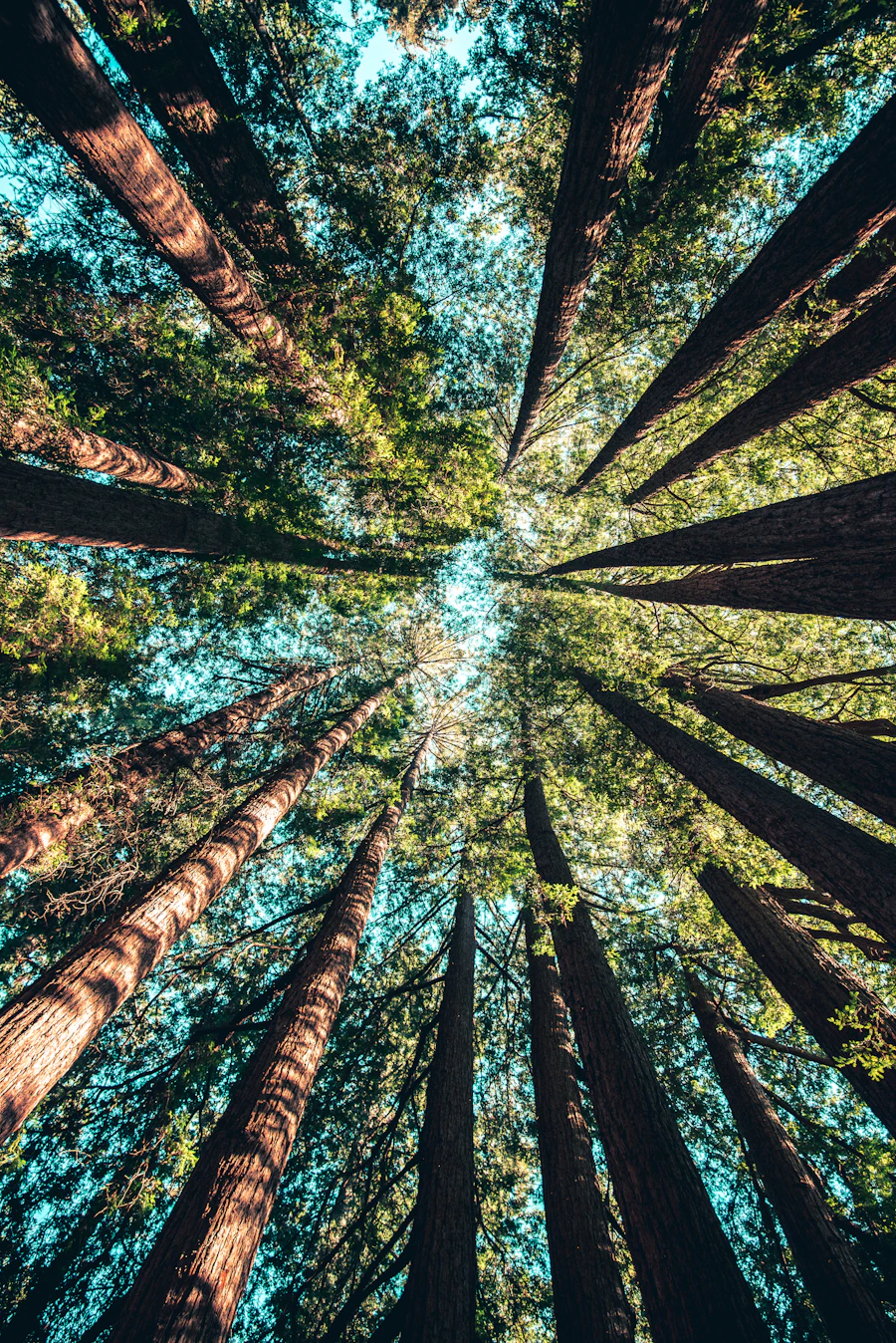 Floresta de árvores altas iluminada por raios de sol, representando crescimento sustentável